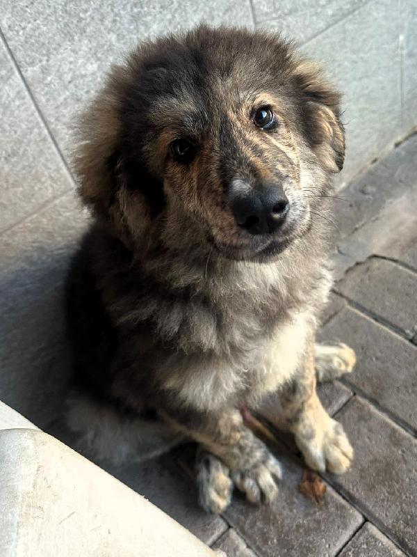 PAUL NEWMAN CUCCIOLO Foto 3